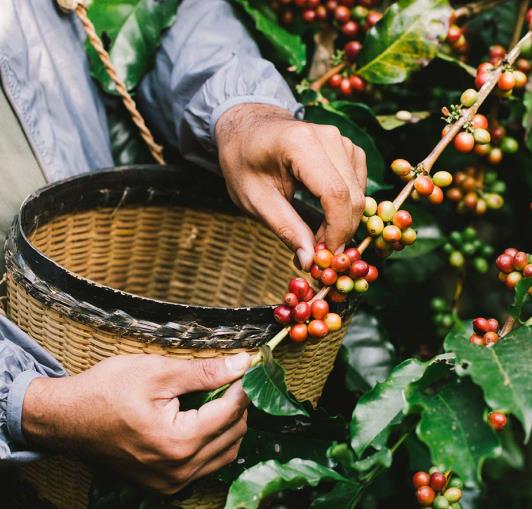 Finding a Meaningful Career in the Coffee Industry